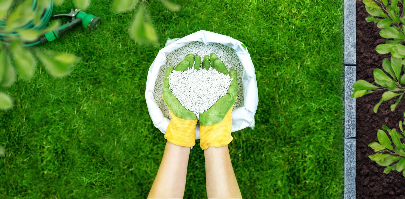 Types of lawn grasses